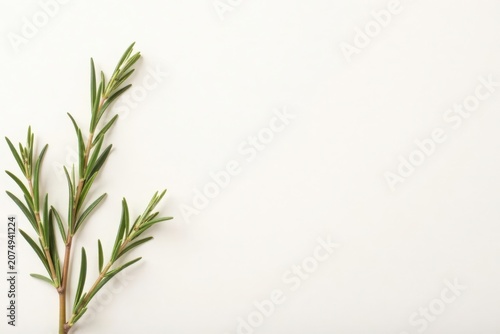 Fresh Rosemary Sprigs on a White Background A Simple, Elegant Culinary and Aromatic Herb Image