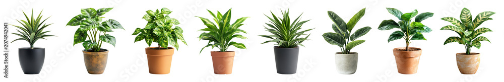 Fototapeta premium PNG Potted plants aligned beautifully on transparent background