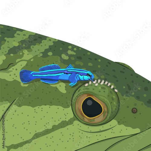 Fotografie Blue Neon Goby on Brain Coral Reef Flat Vector