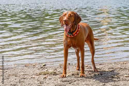 Swimming fun for our dog on the Moselle. A female of the Vizsla breed.