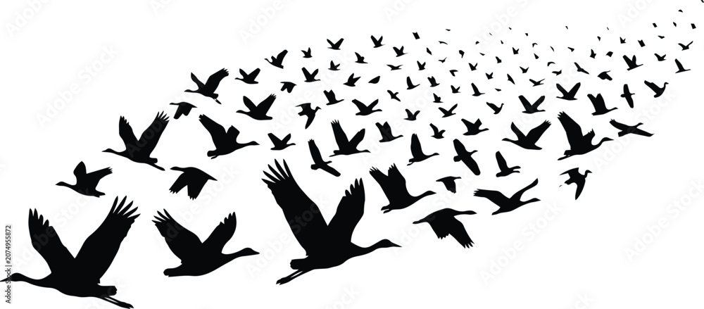 Obraz premium Flying birds silhouette vector, a flock of black birds in flight, abstract avian migration pattern, freedom and movement concept graphic element