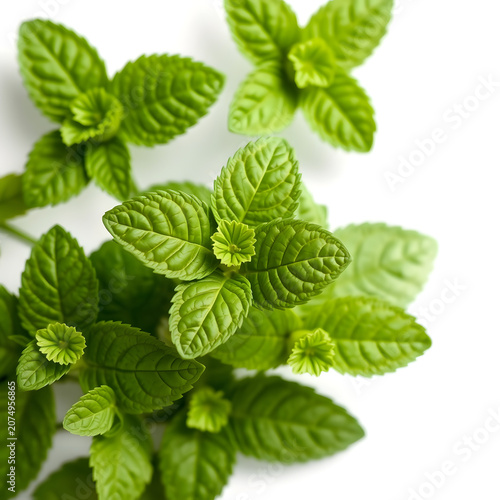 Fresh Green Mint Leaves Isolated on White Background, Professional Botanical Food Photography
