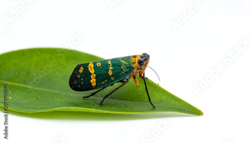 A vibrant, close-up photograph features a colorful insect with a patterned back, perched atop a bright green leaf against a white backdrop