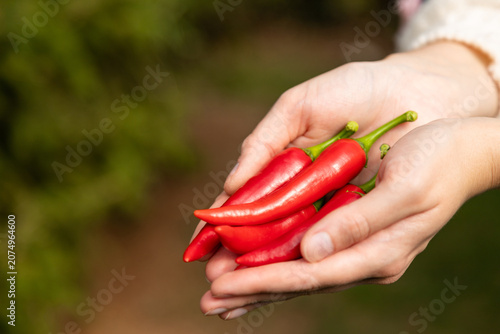 Growing and Harvesting Red Hot Chili Peppers in Sustainable Home Agriculture