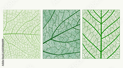 Ensemble de trois illustrations vectorielles représentant des textures de nervures de feuilles vertes avec des détails botaniques complexes sur un fond clair et épuré.
