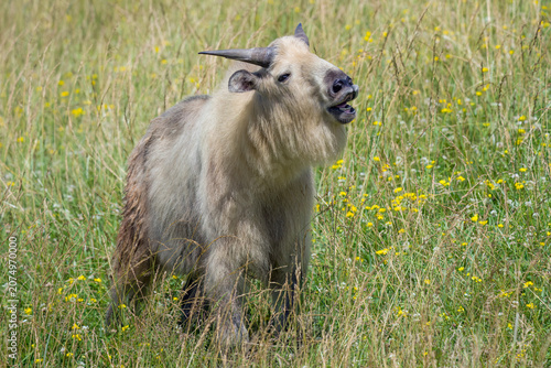Juvenile Sichuan Takin in field with open mouth