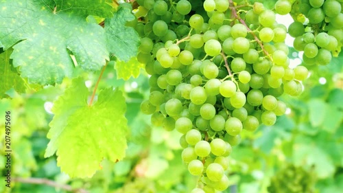 Vibrant bunch of white grapes growing in a vineyard. Detailed macro shot of unripe green grapes and foliage with blurred background. Summer harvest and viticulture