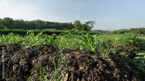 A vibrant rural landscape showcasing thriving young corn crops on dark earthen mounds under sunny skies.