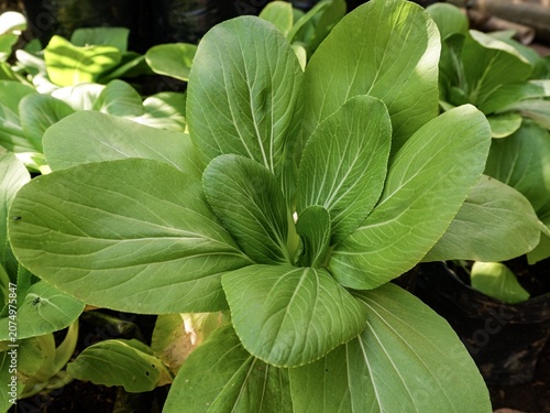 Fresh green bok choy plant growing in a garden, highlighting organic vegetable cultivation backdrop.