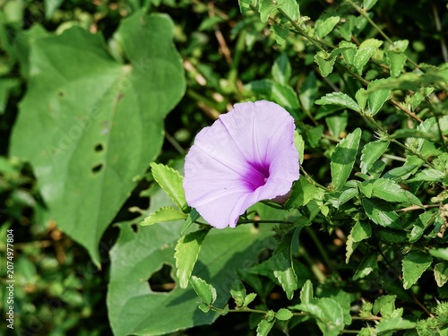 A vibrant violet wildflower blossom showcasing delicate petals against a dense texture of fresh green leaves.