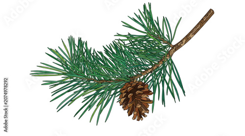 Um ramo detalhado de pinheiro com agulhas verdes vibrantes e uma pinha marrom madura, isolado em um fundo branco limpo, ideal para decorações de Natal e design sazonal.