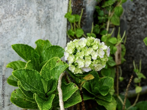Beautiful green and white hydrangea flower blooming on a lush bush next to a weathered concrete wall.