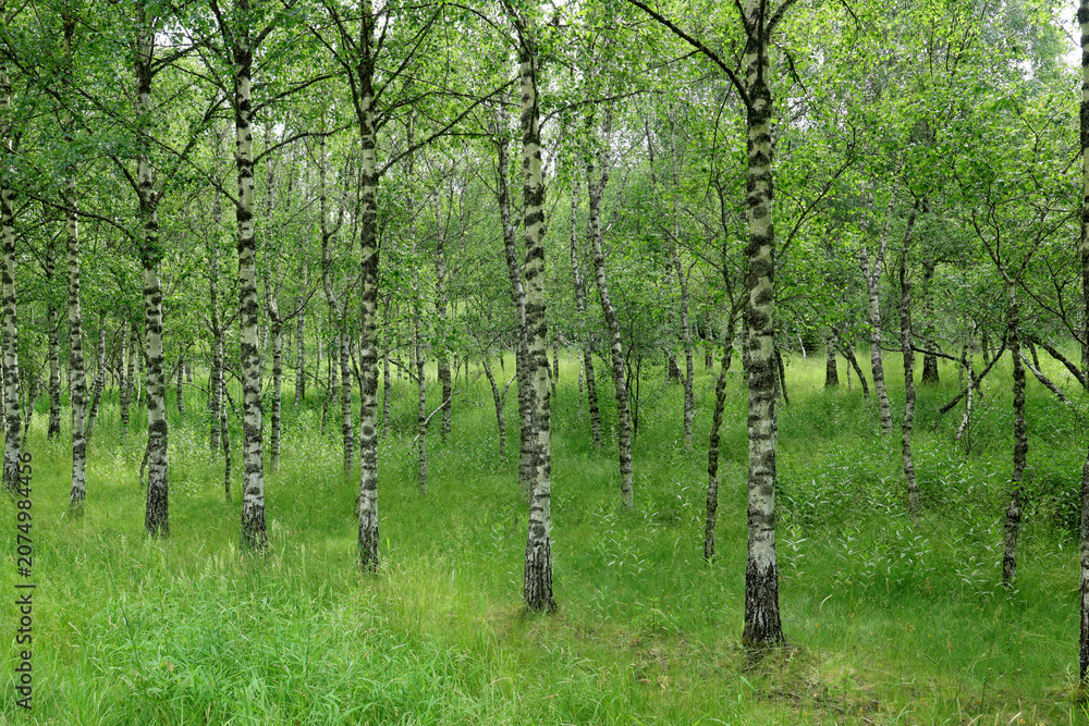 Obraz premium Birch forest