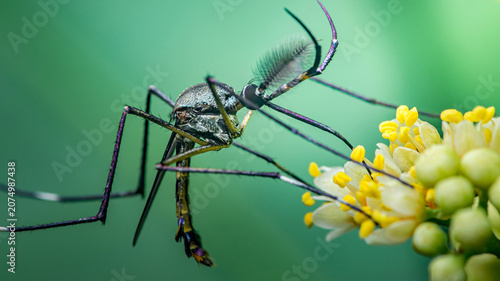 Fotografija Mosquito with feathery antennae resting on flower