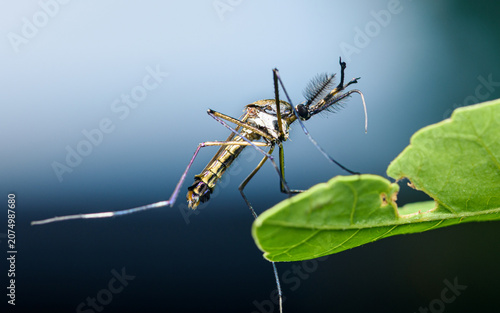 Male mosquito resting on green leaf