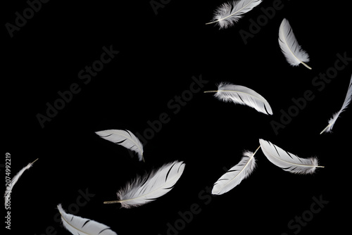 White Bird Feathers Flying on Black. Fluffy Downy Feather. Abstract Feathers Falling in the Dark. Symbol of Peace and Freedom. Feathers Floating on Black Background.	
