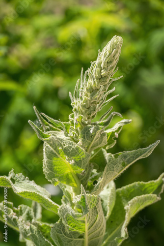 Fotografija Detail of the top part of a mullein (Verbascum) plant without flowers