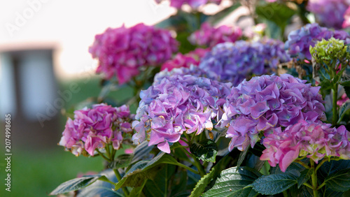 фотографія Close-up of Purple and Pink Hydrangea Macrophylla Flowers in Garden
