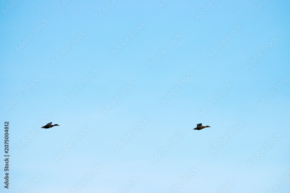 Fototapeta premium Zwei Vögel im Flug vor ruhigem Himmel als Symbol für Freiheit