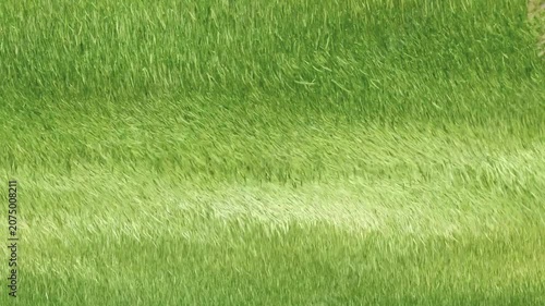 Lush green grass blowing in the wind, creating beautiful wave patterns across the field. Nature background