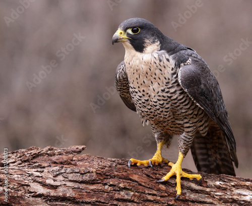 Fotografie Peregrine falcon perched on a wooden log with bird of prey nature photography pe