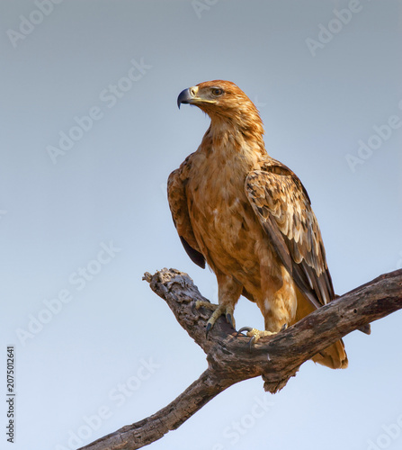 Foto Tawny eagle perched on dry tree branch against clear blue sky with wildlife pred