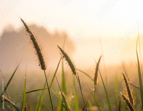 Tall wild grass in the gentle morning mist