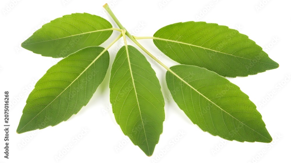 Fototapeta premium Green leaves on a stem isolated on white background
