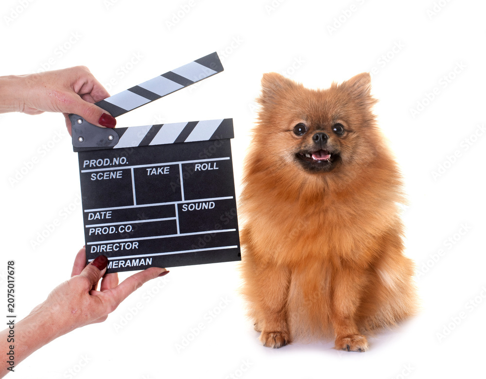Obraz premium pomeranian and movie clapper