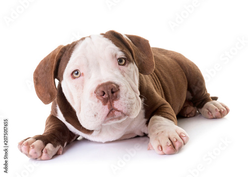 puppy american bully