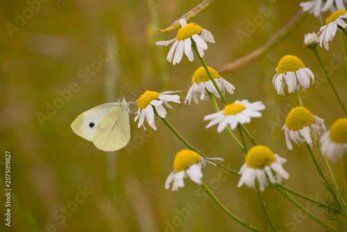 Billede på lærred Large white butterfly feeding on oxeye daisies in a summer meadow