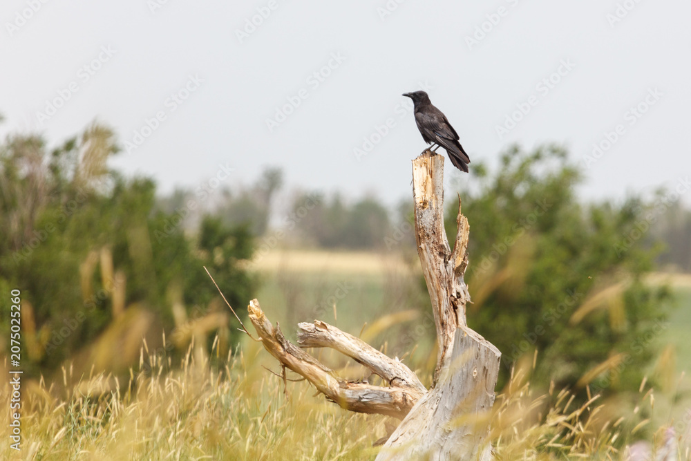 Obraz premium Black bird perches atop weathered tree stump
