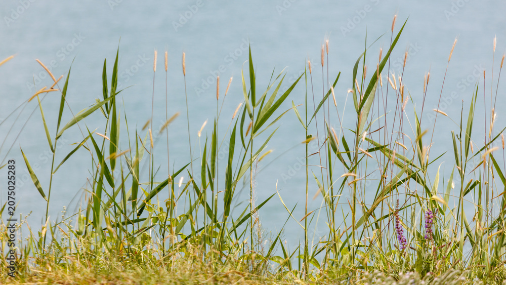 Obraz premium Tall grasses sway gently in the breeze. Blurred water forms the soft, distant background.