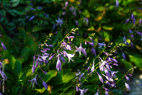 Purple hosta flowers blooming in a garden.