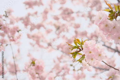 満開の八重桜が青空に映える春の柔らかな日差しとボケ味