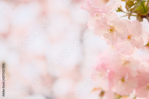 満開の八重桜が織りなす淡いピンク色の背景