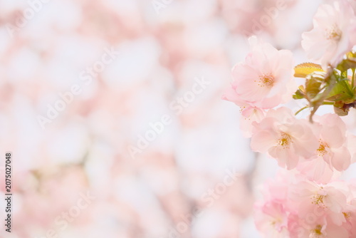 満開の薄紅色八重桜のクローズアップと柔らかな背景ボケ