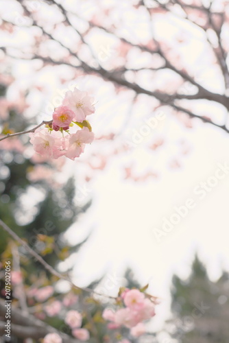 柔らかな日差しに包まれて咲き誇る満開の八重桜のクローズアップ