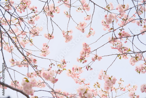 満開の八重桜が空を覆う春の風景