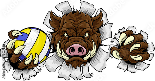 A boar razorback hog volley...