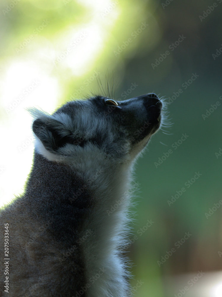 Obraz premium Profile view of a ring-tailed lemur looking up in a zoo