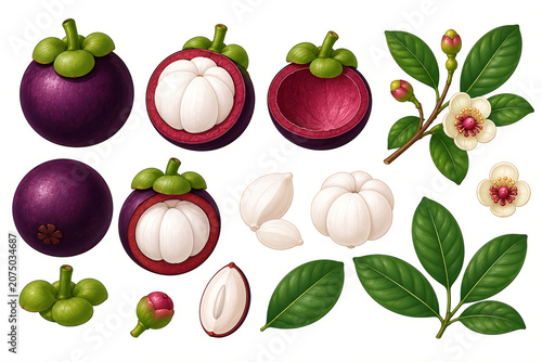 Mangosteen Tropical Botanical Flat Vector Set with Whole and Cut Fruit