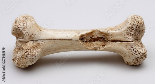 Close up of a fractured animal bone with visible damage and decay.