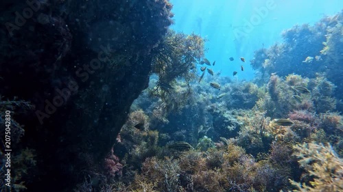 Underwater sea bottom with algae on stones and a lot of fish in blue sea