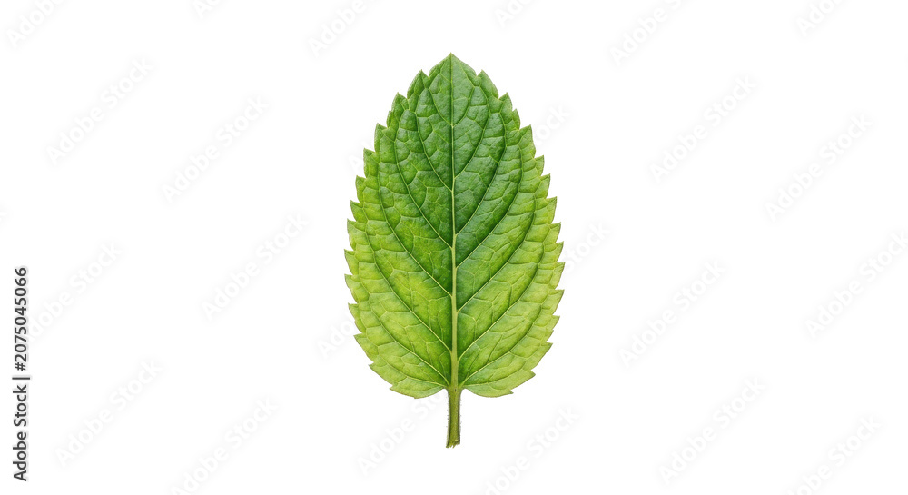 Fototapeta premium Close-up of a single vibrant green leaf on a white background