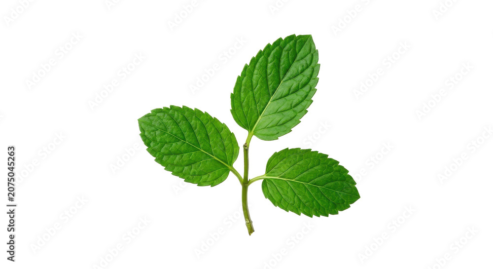 Fototapeta premium Fresh green mint leaves on white background, close-up photography with vibrant color.