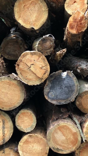 Close-up of felled trees in a forest deforestation logging industry in the woodlands, stack of cut logs wooden material vertical video