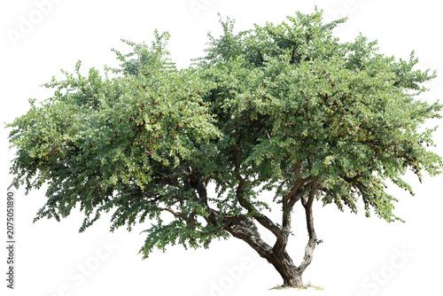 Black walnut tree with lush green foliage and detailed bark, realistic style, isolated on transparent background