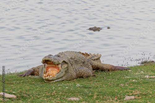 Fotografie A Mugger Crocodile (Crocodylus palustris) basks along the lakeshore at Ranthambore National Park, India, resting with its mouth wide open