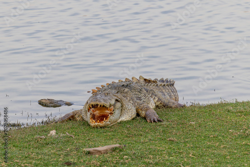 Φωτογραφία A Mugger Crocodile (Crocodylus palustris) basks along the lakeshore at Ranthambore National Park, India, resting with its mouth wide open